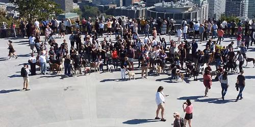 Marche sur le Mont-Royal