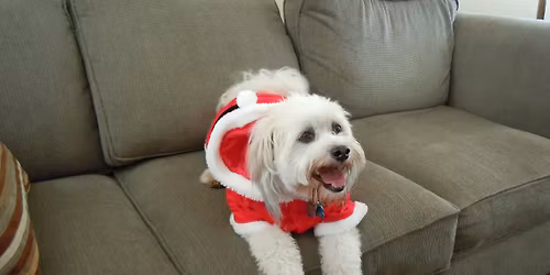 Santa's Doggie Parade