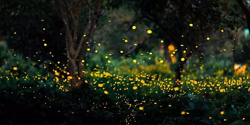 Into the Dark Film Screening and Firefly Walk with Fiona Otway and Pete Mauney