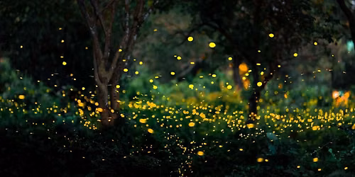 Into the Dark Film Screening and Firefly Walk with Fiona Otway and Pete Mauney