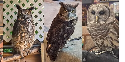 Owl Prowl at Norfolk Botanical Gardens (SOLD OUT)