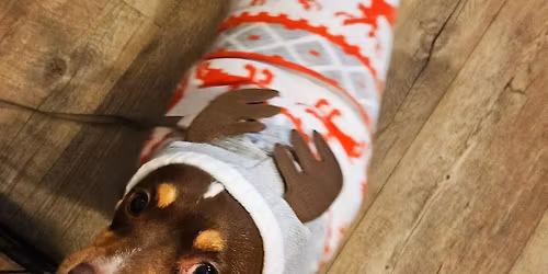 Christmas Jumper Day