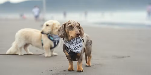 Huntington Beach Adventureweiner Meetup