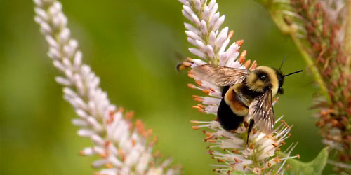 Plants for Pollinators Garden Tour