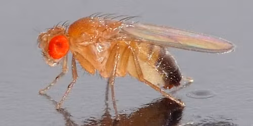 Fruchtfliegenfestival Kassel