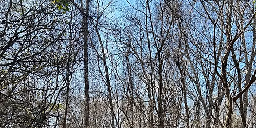 2nd SATURDAY (Learn How to Calculate Tree Ages) COMMUNITY TRAIL WALK