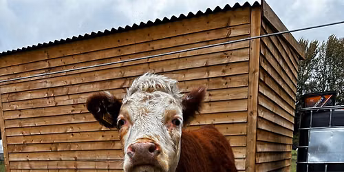 Animal Farm Experience