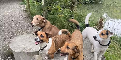 Breakfast & Chat - with fellow animal professionals