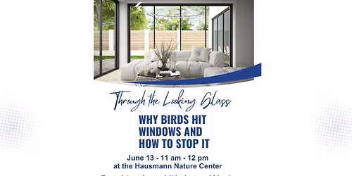 Through the Looking Glass: Why Birds Hit Windows and How to Stop It