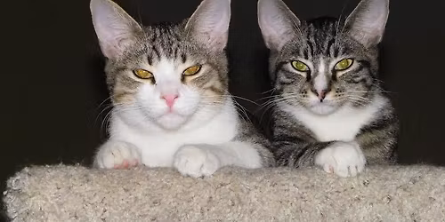 Paws 4 Love Holiday Gift Sale