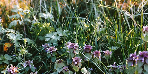 "Gardening with Native Plants": In-Person Badger Talk in Pardeeville, WI