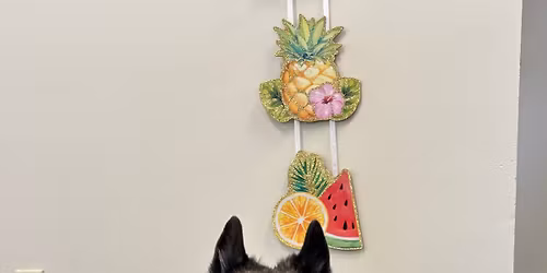 Elkhounds Summer Fun Party