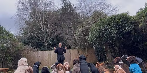 Dog Social Adventure days out