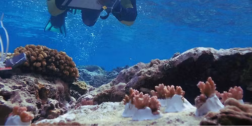 Hybrid Lunchbox Talk: Selecting Corals for Reef Restoration