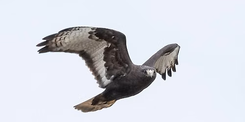 Field Trip - Hawks of the Skagit