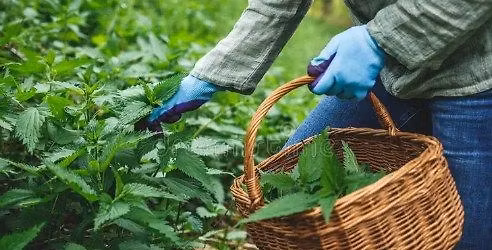 Spring Nettle Harvest