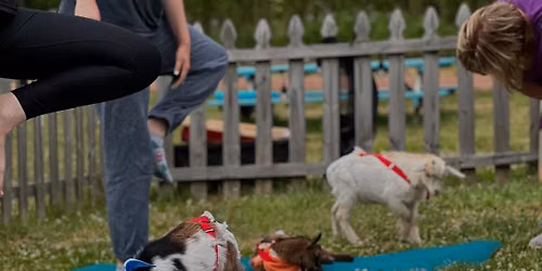 Hopewell Valley Vineyards Baby Goat Yoga Bah-maste