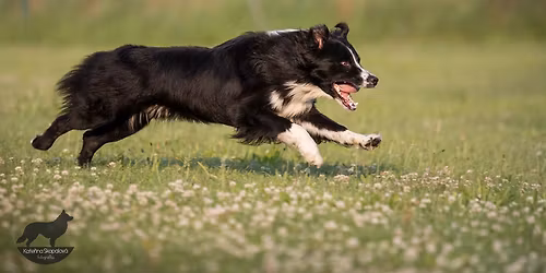 V\u00edkendovka dogdancingu Svitavy - kv\u011bten 2026