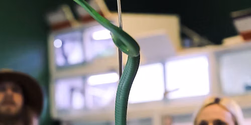 World Snake Day