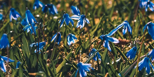 Botanizerka \u2013 rodzinne warsztaty odkrywc\u00f3w ro\u015blin (dzieci 8-12 lat)