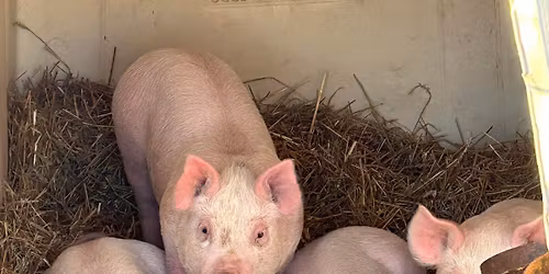 Plymouth Christmas Parade