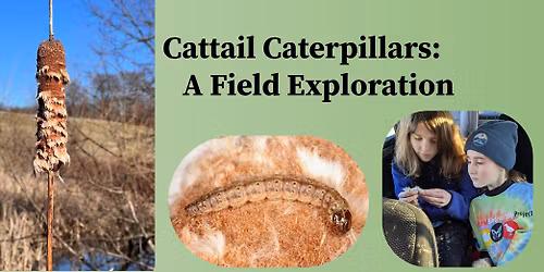Cattail Caterpillars: A Field Exploration 