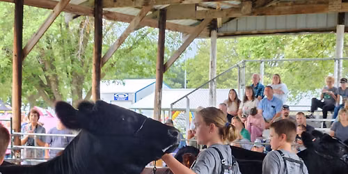 4-H Beef Show