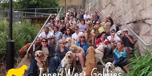 Golden Retriever Meetup Sunday 28 June at Callan Park in the heart of Sydney