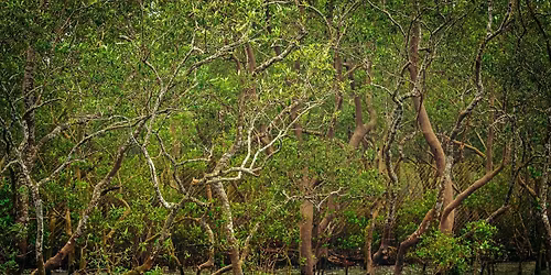 Seeds of Heritage - Into the Mangrove Heartland