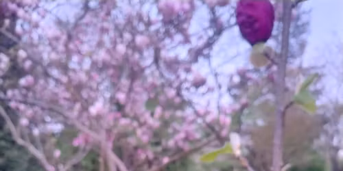 For\u00e5rsfest med naturb\u00f8ger, fr\u00f8bomber & popcorn