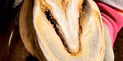 Semin\u00e1\u0159 o metod\u011b mustang trim