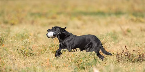 SRS Club Event - RTR RETRIEVERS (River Town Retrievers) AMATEUR ONLY