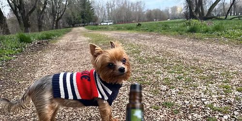 \ud83d\udc9b\ud83e\udde1\u2764\ufe0f\ud83e\ude77\ud83d\udc9adoTerra illatol\u00e1s\u2764\ufe0f\ud83e\ude77\ud83e\udde1\ud83d\udc9b\ud83d\udc9c