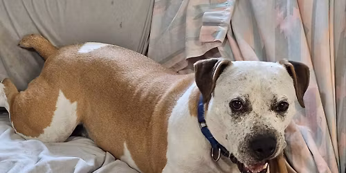 Tie-Dye Taco Tuesday musician to be announced 