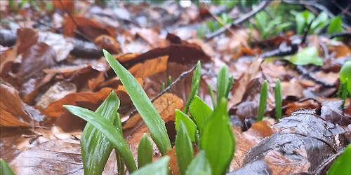 Gardening Lady Early Spring Foraging Walk with Lunch
