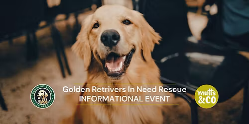 Golden Retrievers In Need Informational Popup! (German Village)