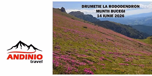 Drume\u021bie la rododendron: Valea Doamnele-Valea Ialomitei cu Andinio Travel