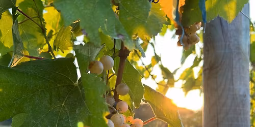 Benediziole del Vignete worship