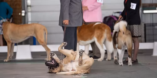 Five Valley Kennel Club Show and Trials