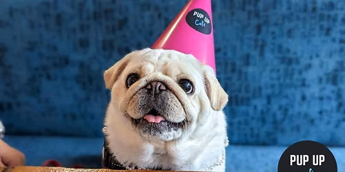 York - Pug Pup Up Cafe \u2600\ufe0f
