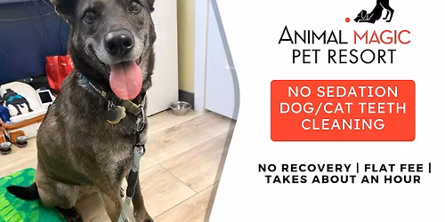 Dog & Cat Teeth Cleaning - Parksville