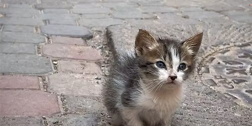 Introduction to Counselling - experiential taster morning