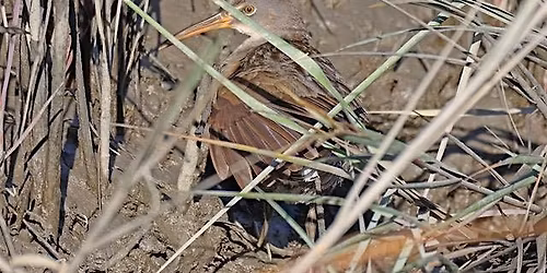 Palencia Boardwalk with Linda Burek