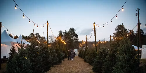 Santa Christmas Tree Express