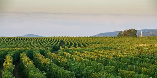 Wines of Burgundy @ Esquin Wine & Spirits