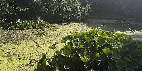 Guided-by-Nature Meditation & Drawing in Hove