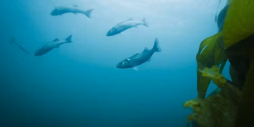 Homecoming Presents: No Trees No Seas