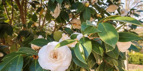 Garden Photography Walk