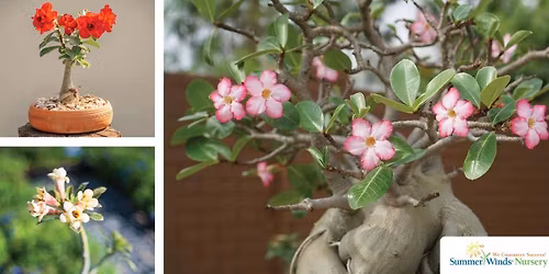 Phoenix- Desert Roses in Arizona: Growing Beautiful Adeniums