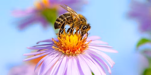 Gardening with Nature: Gardening for Bees